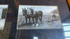 FISHING FLIES & HORSE PHOTOS - 4