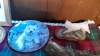 BOX DOG ORNAMENTS ETC - 8