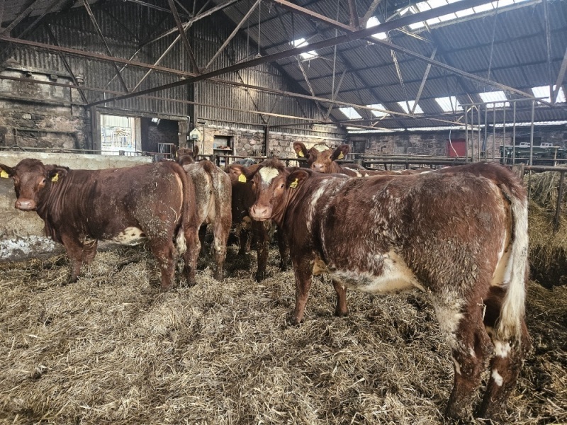 Organic Shorthorn x Heifers