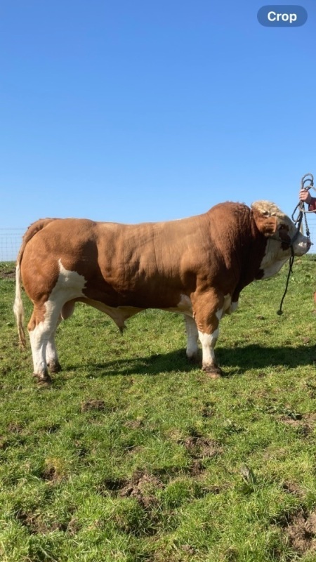 Simmental bull