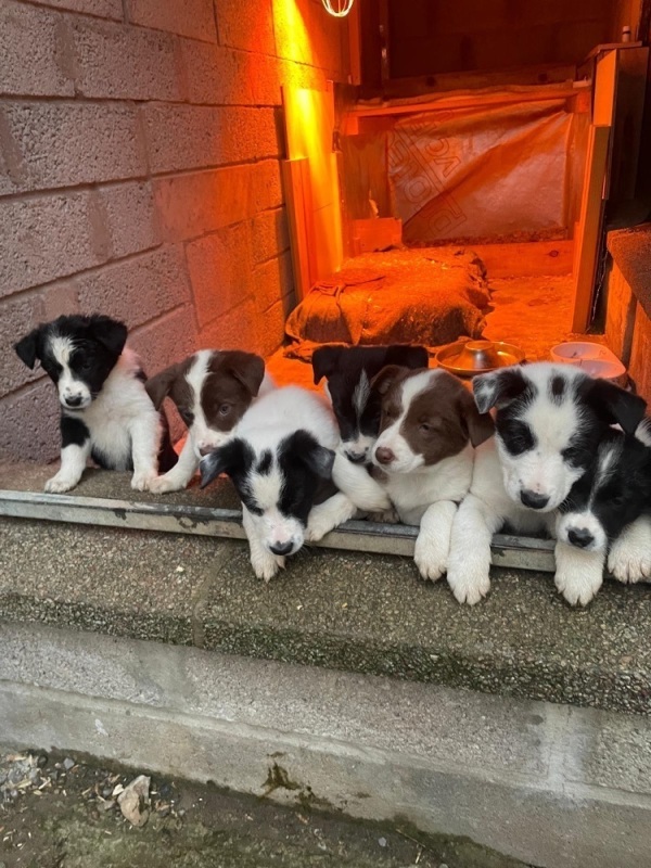 Border Collie pups