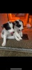 Border Collie pups - 4