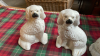 2 PAIR WALLY DOGS - 2