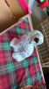 BOX WALLY DOG & 3 PEKINESE DOGS - 4