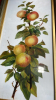 3 PICTIRES W/C & OIL - FRUITS & FLOWERS - 3