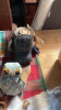 BOX VELT PICTURES, ANIMAL COAT HOOKS - 10