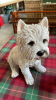 2 DOG ORNAMENTS & GARDEN ORNAMENTS - 2