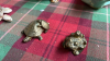 BOX FROGS, HORN ETC - 3