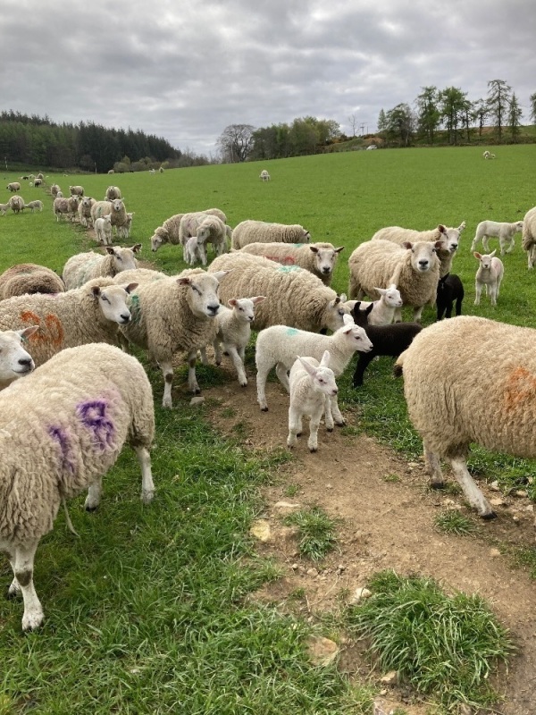 Texel x ewes and lambs