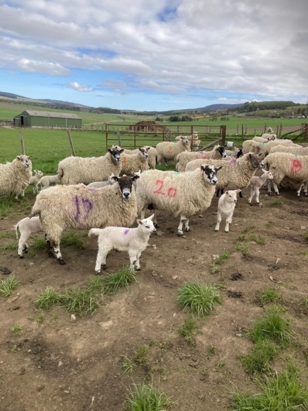 Mule ewes and lambs