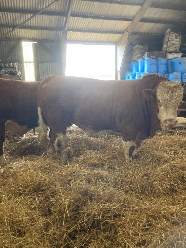 Simmental bull