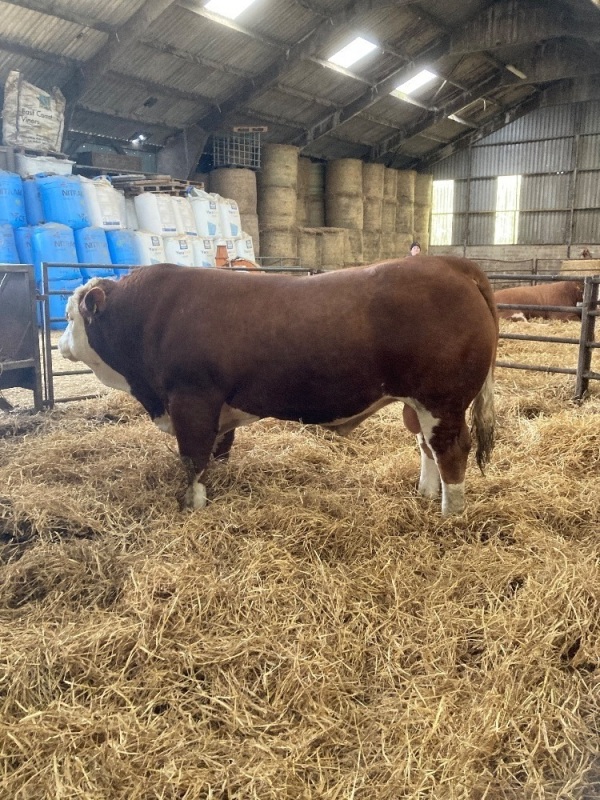 Simmental bull