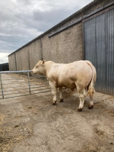 Charolais bull