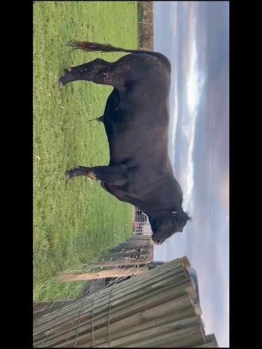 Angus bull