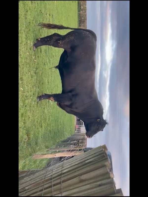 Angus bull