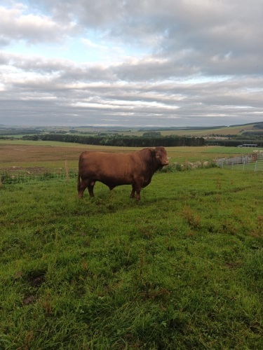 Luing bull