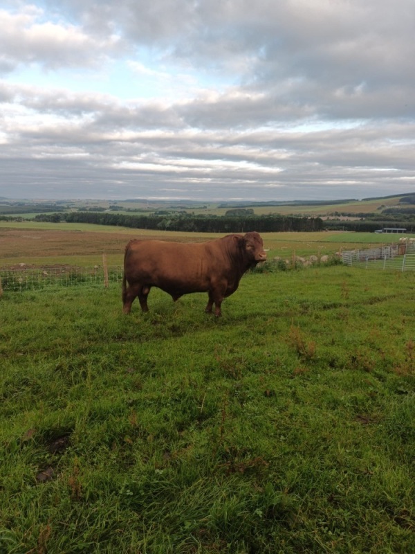 Luing bull