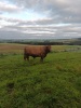 Luing bull