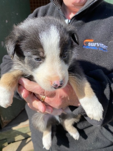 Border collie pups