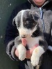 Border collie pups - 2