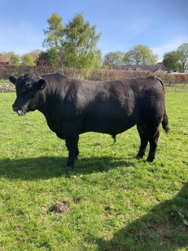 Angus bull