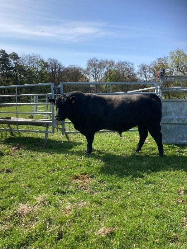 Angus bull