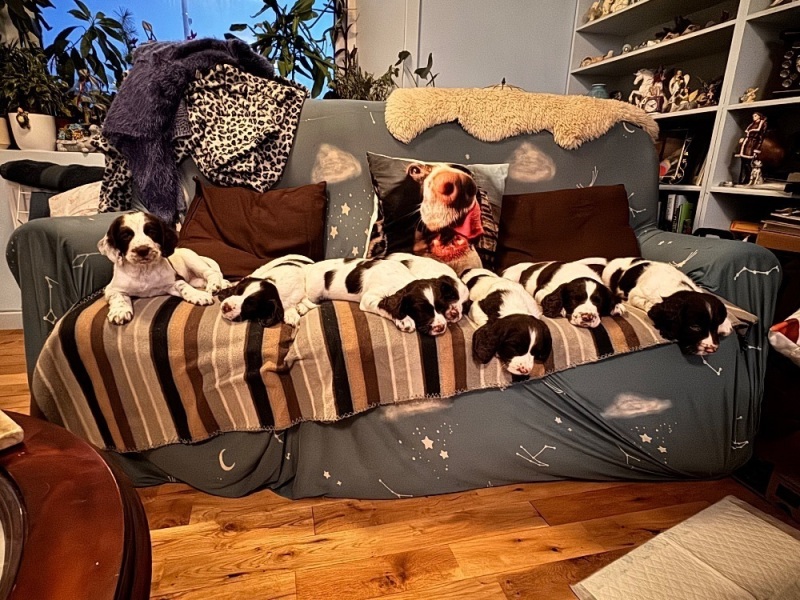 Springer spaniel puppies