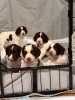 Springer spaniel puppies - 2