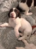 Springer spaniel puppies - 3