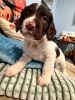 Springer spaniel puppies - 4