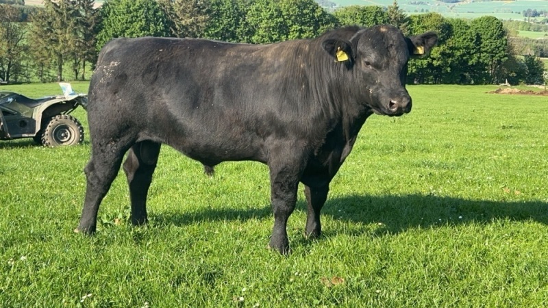 Angus bull