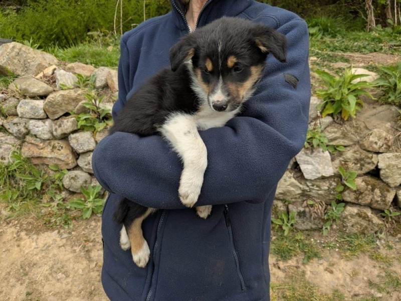 Collie pups