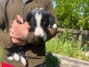 Collie pups - 3