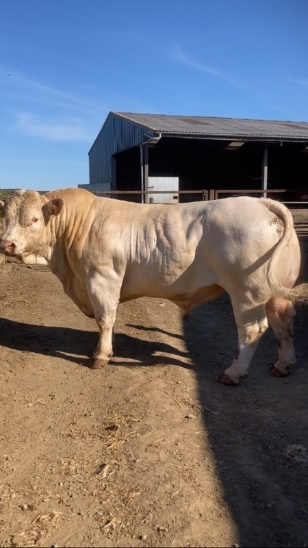 Charolais stock bull
