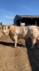 Charolais stock bull - 2