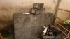 Gun Box & 2 Ammo Boxes For Pickup - 2