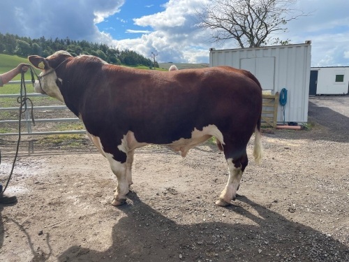 Pedigree Hereford bull