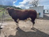 Pedigree Hereford bull