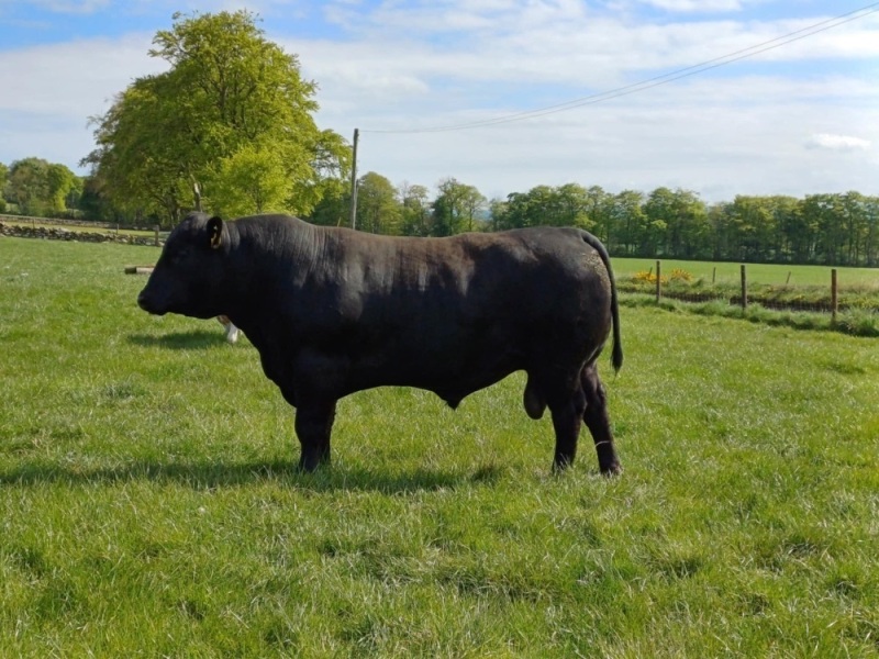 Pedigree Angus bull