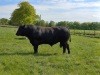 Pedigree Angus bull