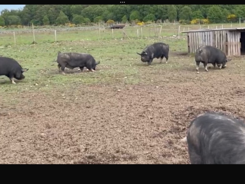 Berkshire boars