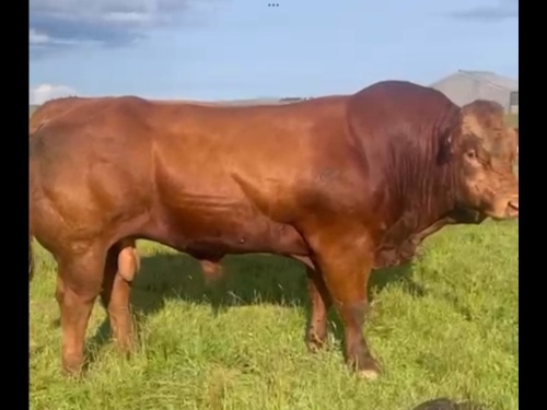 Pedigree limousin bull