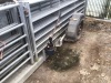 Sheep handling system - 5
