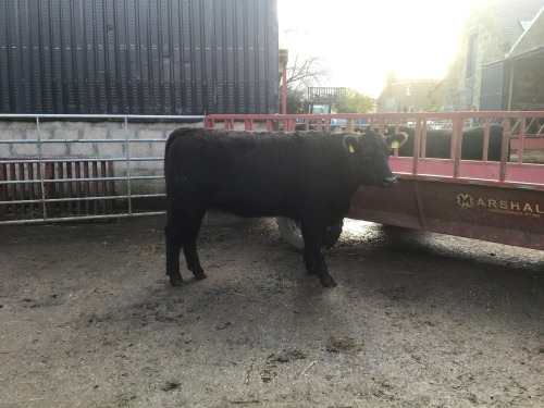 Aberdeen-Angus - Female, DOB: 14th February 2022