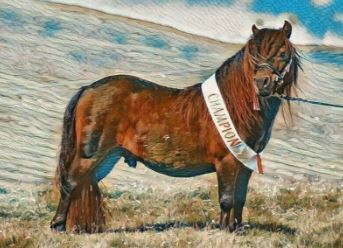 Lerwick - SHETLAND EVENING PONY SHOW - ​​​​​​​Wednesday 8th October 2025 - TO VIEW THE SHOW ONLY