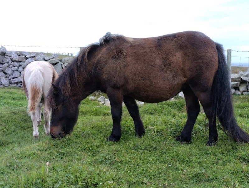 Charliemay Pyromance (BM0439), Bay Standard Filly DOB: 5th May 2023