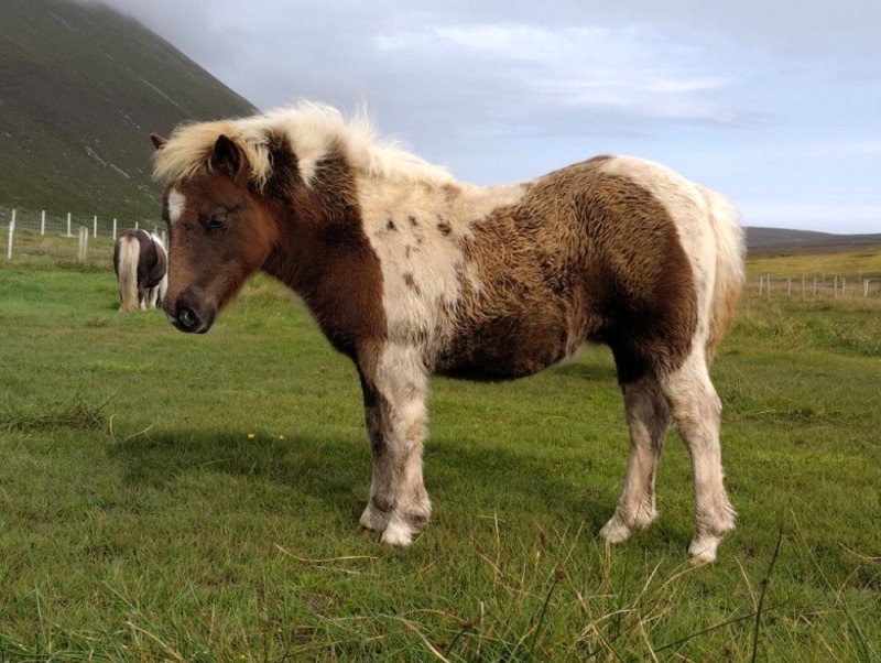 Charliemay Laeverik (BP0580), Red & White Skewbald Standard Filly Foal DOB: 14th May 2025
