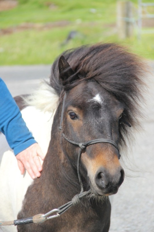 Loanin Sigurd (BJ0194/G23), Bay Skewbald 39.5" Gelding DOB: 3rd May 2021