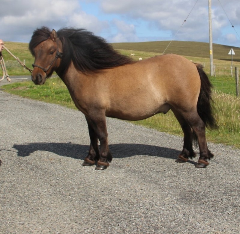 Loanin Kyden (BJ0196/G23), Bay Dun Standard Gelding DOB: 18th April 2021