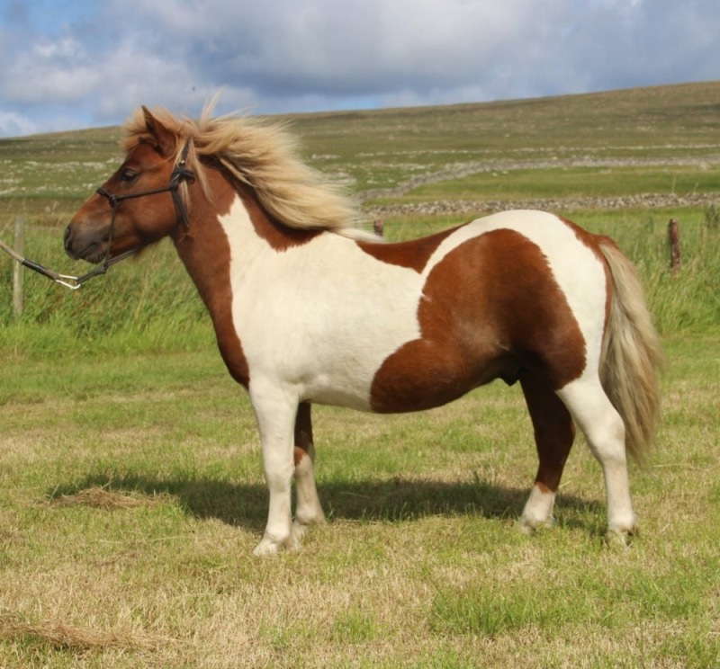 Loanin Mirksy (BN0227), Skewbald 37.5" Unlicensed Colt DOB: 5th May 2024